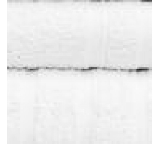 Βαμβακερή Λευκή Ξενοδοχειακή Πετσέτα Charm 500gsm Προσώπου | 50x90cm Άσπρο