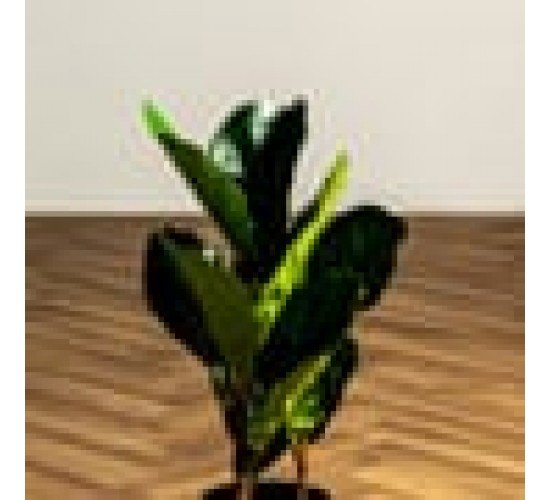 Φίκος Φυτό Τεχνητό Plant 50cm.  Πράσινο