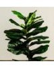 Φίκος Λυράτα Φυτό Τεχνητό Plant 100cm Πράσινο
