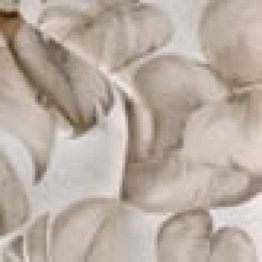 Τραπεζομάντηλο Σχέδιο Φύλλα Monstera 4 ατόμων (140x140cn)