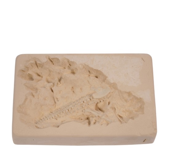 Παιχνίδι Κιτ Ανασκαφής Δεινόσαυρου 4.5x18cm Σε 6 Σχέδια