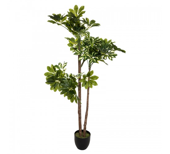 Φυτό σε γλάστρα Green6 70x65x135εκ Υλικό: CEMENTO - PVC 199-000249