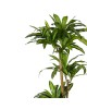 Διακοσμητικό φυτό Dracaena I σε γλάστρα Inart πράσινο pp Υ170εκ Υλικό: PP 316-000009