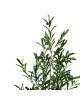 Διακοσμητικό φυτό Olive tree σε γλάστρα Inart πράσινο pp Υ120εκ Υλικό: PP 316-000016