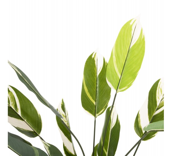 ΔΙΑΚΟΣΜΗΤΙΚΟ ΣΥΝΘΕΤΙΚΟ ΦΥΤΟ HM7997 CALATHEA ΣΕ ΓΛΑΣΤΡΑ 140Υεκ.