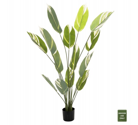ΔΙΑΚΟΣΜΗΤΙΚΟ ΣΥΝΘΕΤΙΚΟ ΦΥΤΟ HM7997 CALATHEA ΣΕ ΓΛΑΣΤΡΑ 140Υεκ.