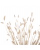 ΔΙΑΚΟΣΜΗΤΙΚΟ ΜΠΟΥΚΕΤΟ ΑΠΟΞΗΡΑΜΕΝΟ HM7959 RABBIT TAIL- CREAM 50gr 76Υεκ.