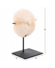 ΕΠΙΤΡΑΠΕΖΙΟ ΔΙΑΚΟΣΜΗΤΙΚΟ HM4273 ΚΟΡΑΛΙ ΣΕ ΦΥΣΙΚΟ-ΜΑΥΡΗ ΜΕΤΑΛΛΙΚΗ ΒΑΣΗ 8x8x16Υ εκ.